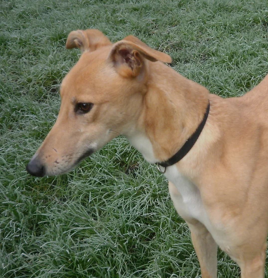 Nana, senior Greyhound for adoption at Fen Bank Greyhound Sanctuary, Friskney