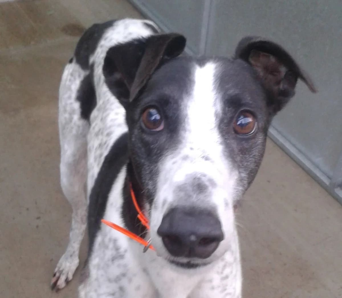 Frankie, senior Greyhound for adoption at Fen Bank Greyhound Sanctuary, Friskney