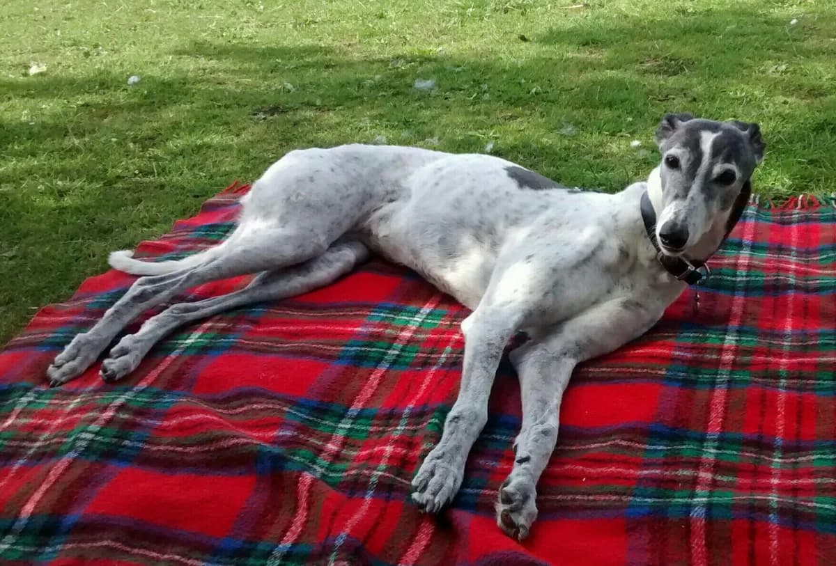 Josie, young Greyhound for adoption at Fen Bank Greyhound Sanctuary, Friskney
