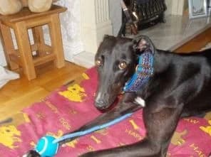 Ella, Greyhound for adoption at Fen Bank Greyhound Sanctuary, Friskney