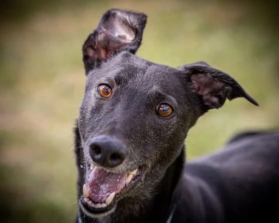 Timmy 2 Homed, Greyhound for adoption at Fen Bank Greyhound Sanctuary, Friskney