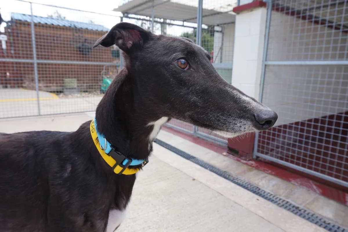 Captain Homed, Greyhound for adoption at Fen Bank Greyhound Sanctuary, Friskney