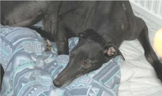 MALARKY, senior Greyhound for adoption at Fen Bank Greyhound Sanctuary, Friskney