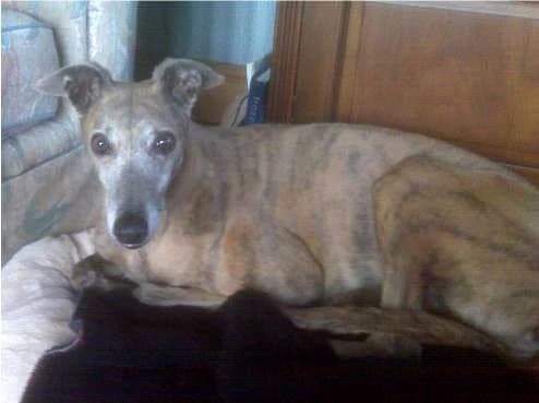 GRACE, senior Greyhound for adoption at Fen Bank Greyhound Sanctuary, Friskney