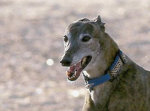 CARINA, senior Greyhound for adoption at Fen Bank Greyhound Sanctuary, Friskney