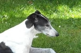 VANCOUVER HERO, puppy Greyhound for adoption at Fen Bank Greyhound Sanctuary, Friskney
