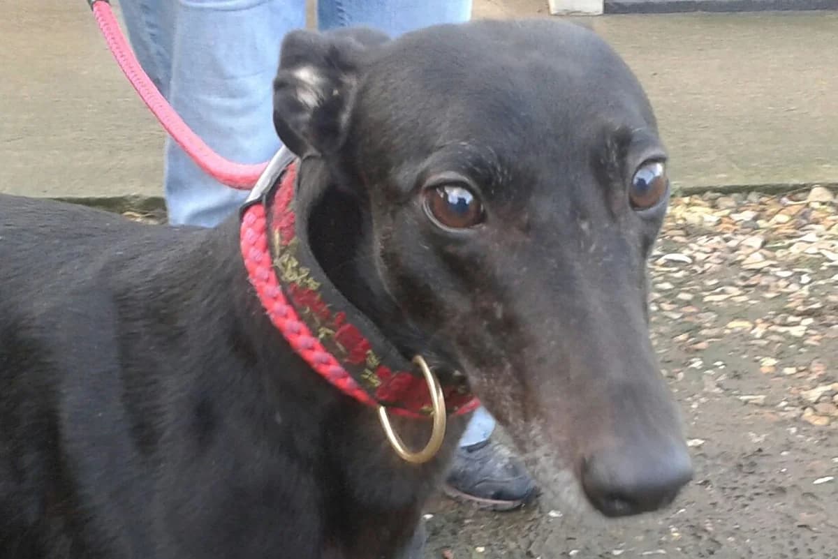 ROSIE, senior Greyhound for adoption at Fen Bank Greyhound Sanctuary, Friskney