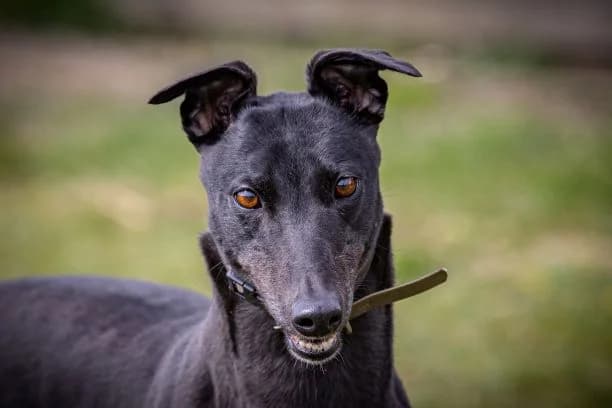 Bubbles Homed, Greyhound for adoption at Fen Bank Greyhound Sanctuary, Friskney