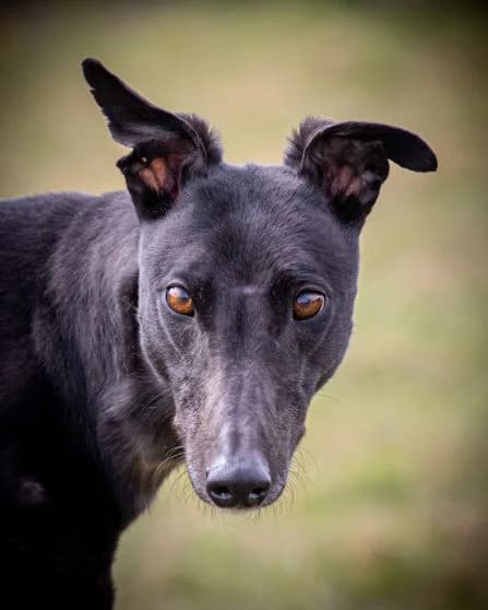 Jewel homed, senior Greyhound for adoption at Fen Bank Greyhound Sanctuary, Friskney