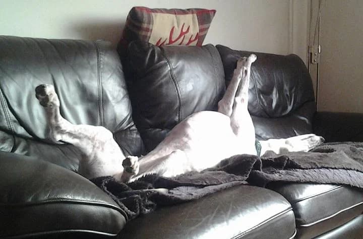 Blondie, senior Greyhound for adoption at Fen Bank Greyhound Sanctuary, Friskney