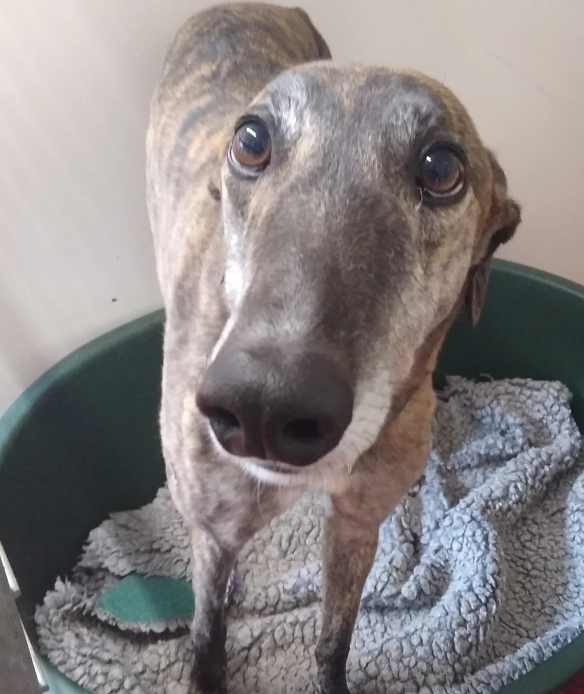 Ray Homed, Greyhound for adoption at Fen Bank Greyhound Sanctuary, Friskney