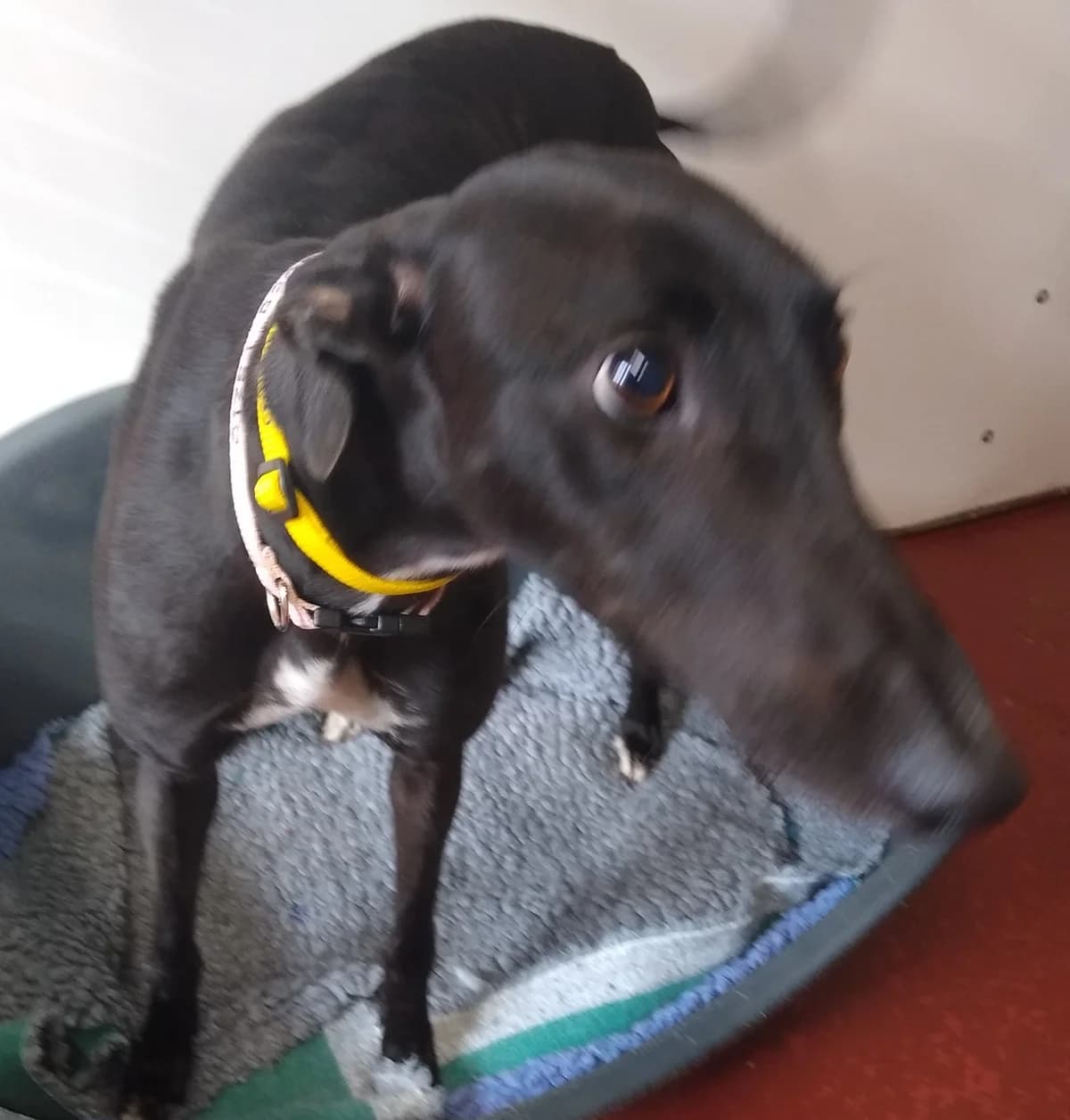 Rusty Homed, Greyhound for adoption at Fen Bank Greyhound Sanctuary, Friskney