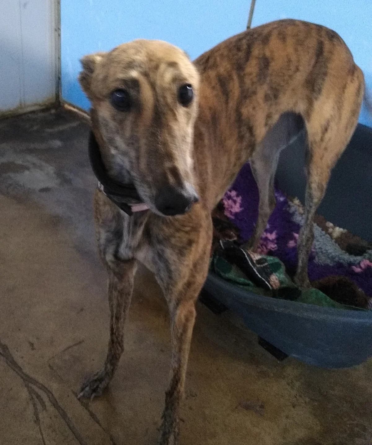 Luna Homed, Greyhound for adoption at Fen Bank Greyhound Sanctuary, Friskney