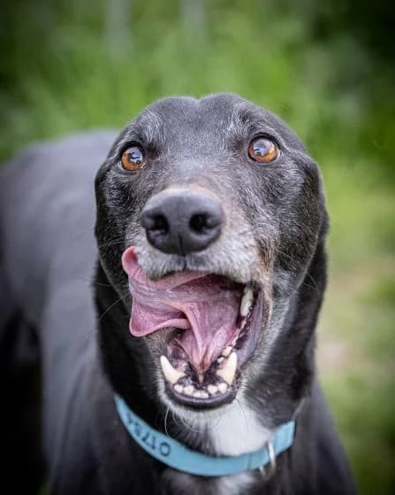 Will Homed, Greyhound for adoption at Fen Bank Greyhound Sanctuary, Friskney