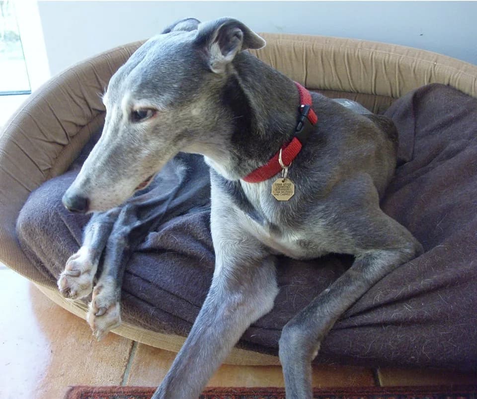 LOTTIE, senior Greyhound for adoption at Fen Bank Greyhound Sanctuary, Friskney