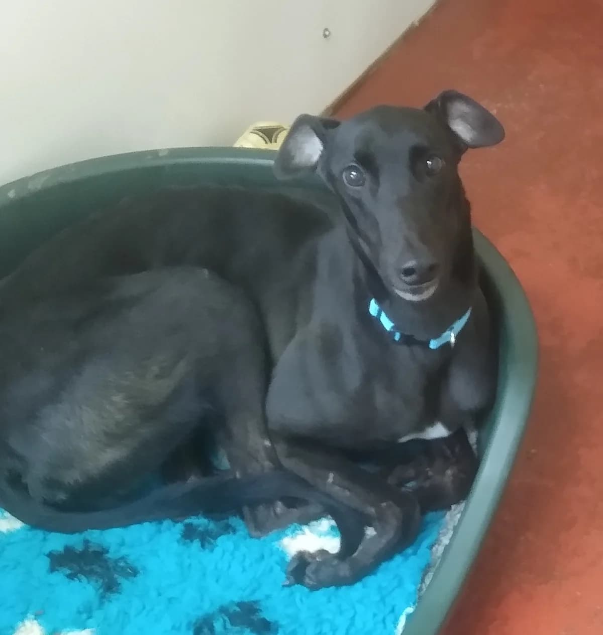 Alpha Homed, Greyhound for adoption at Fen Bank Greyhound Sanctuary, Friskney