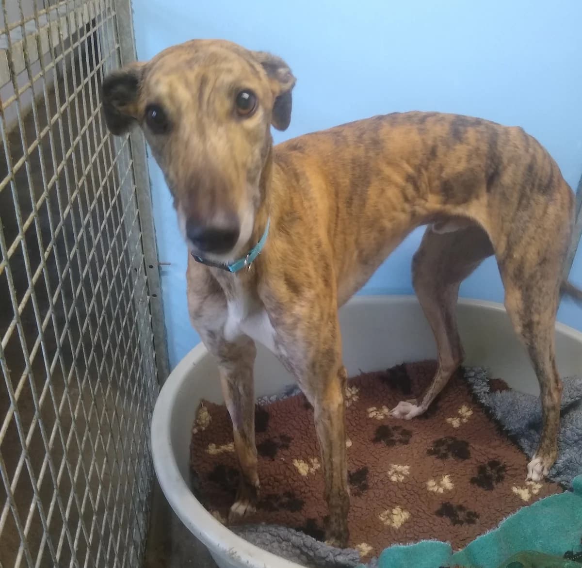 Moss Homed, Greyhound for adoption at Fen Bank Greyhound Sanctuary, Friskney