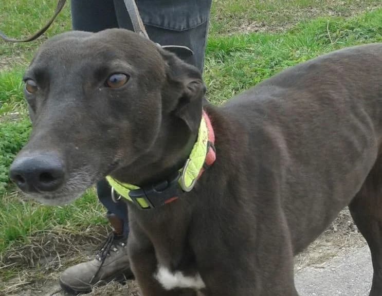 Angie, senior Greyhound for adoption at Fen Bank Greyhound Sanctuary, Friskney