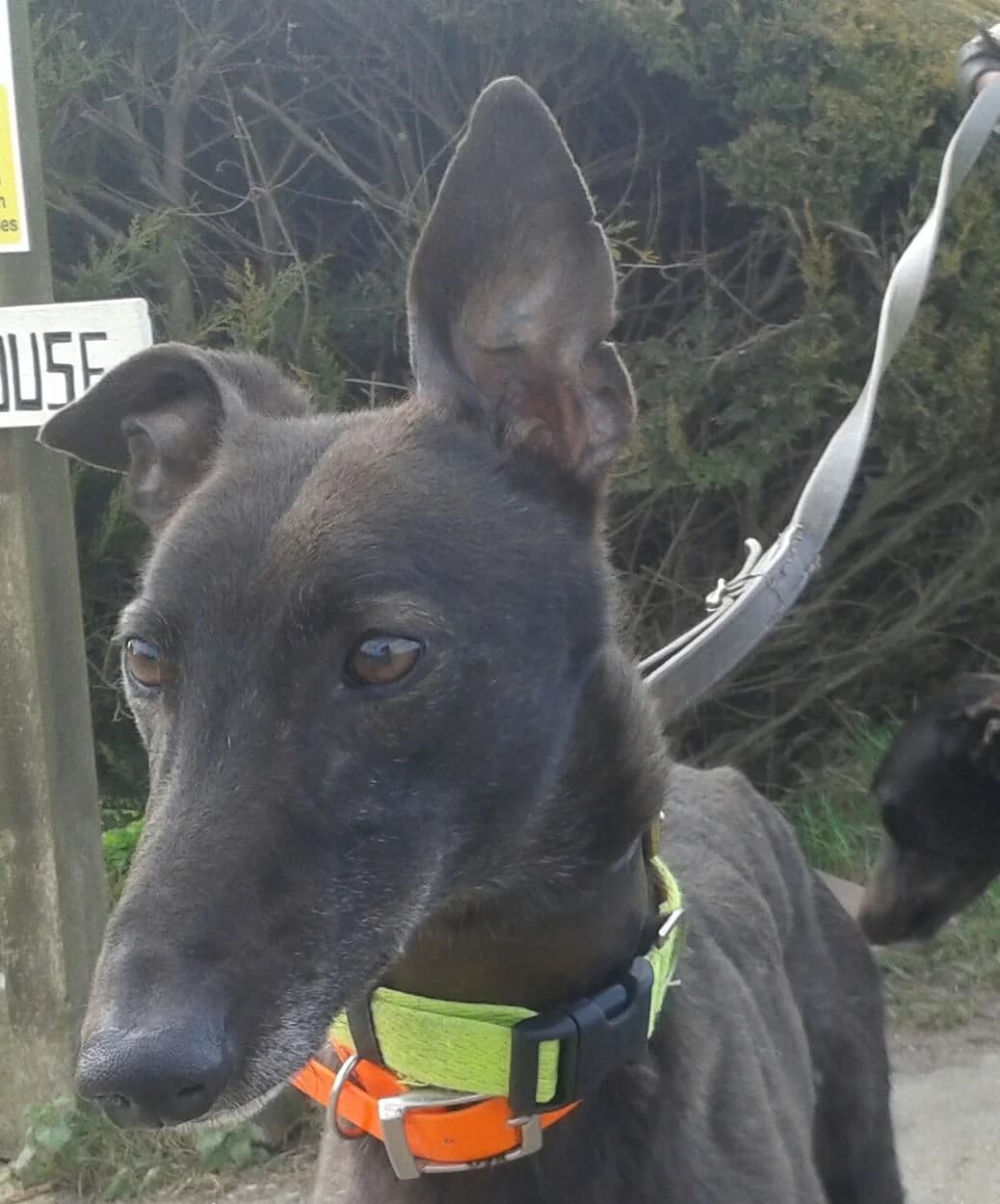 Mitch, senior Greyhound for adoption at Fen Bank Greyhound Sanctuary, Friskney
