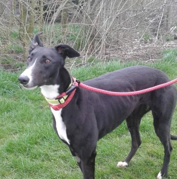 MATILDA, Greyhound for adoption at Fen Bank Greyhound Sanctuary, Friskney