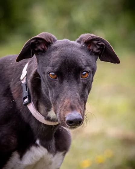 Jessie HOMED, senior Greyhound for adoption at Fen Bank Greyhound Sanctuary, Friskney