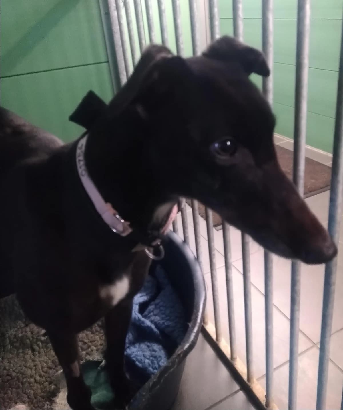 Spray Homed, senior Greyhound for adoption at Fen Bank Greyhound Sanctuary, Friskney