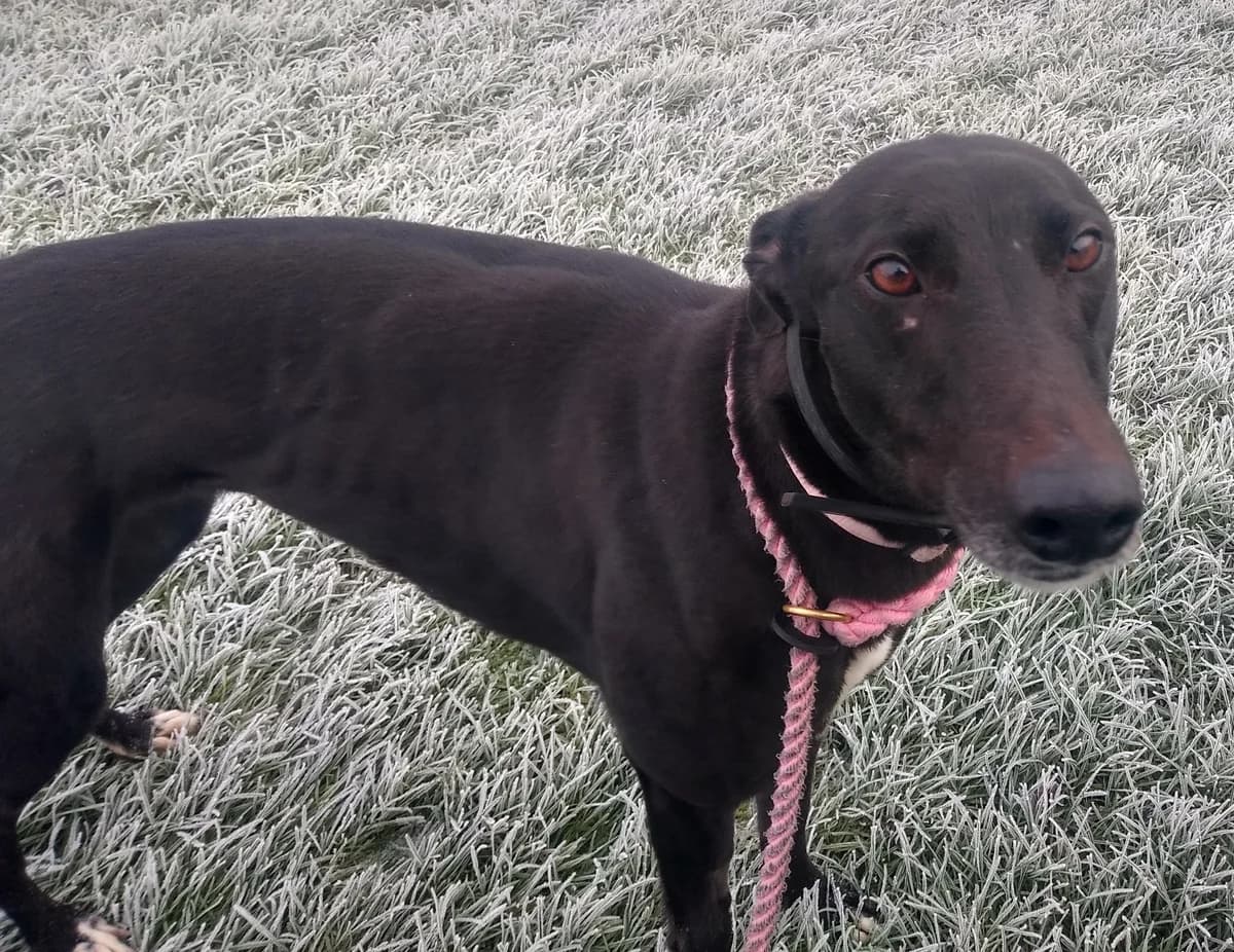 RiRi HOMED, senior Greyhound for adoption at Fen Bank Greyhound Sanctuary, Friskney