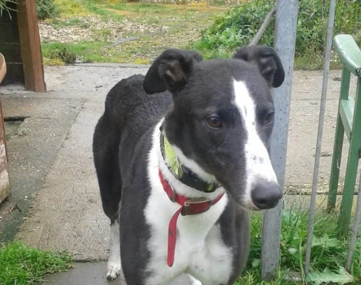 FRANK, Greyhound for adoption at Fen Bank Greyhound Sanctuary, Friskney