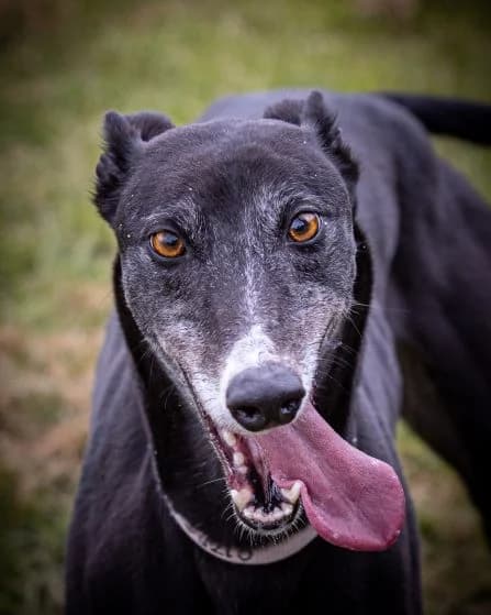 Millie Homed, senior Greyhound for adoption at Fen Bank Greyhound Sanctuary, Friskney