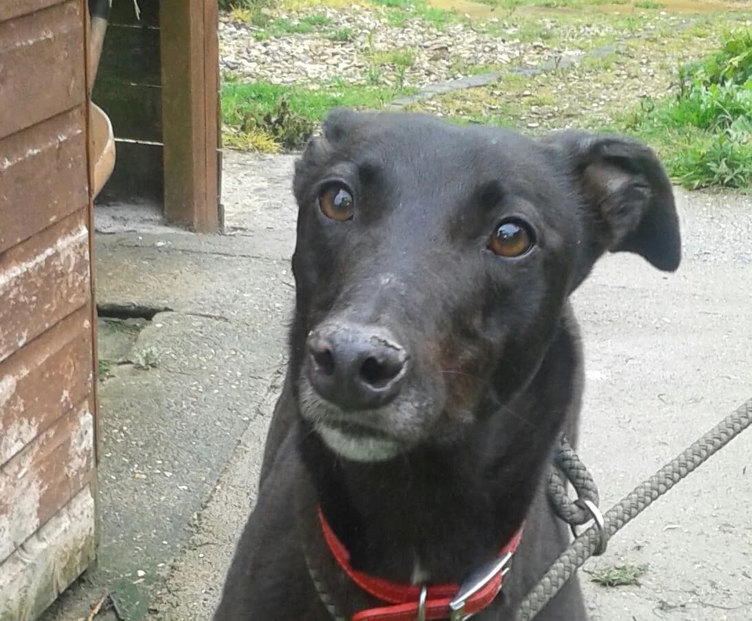 KATIE, Greyhound for adoption at Fen Bank Greyhound Sanctuary, Friskney