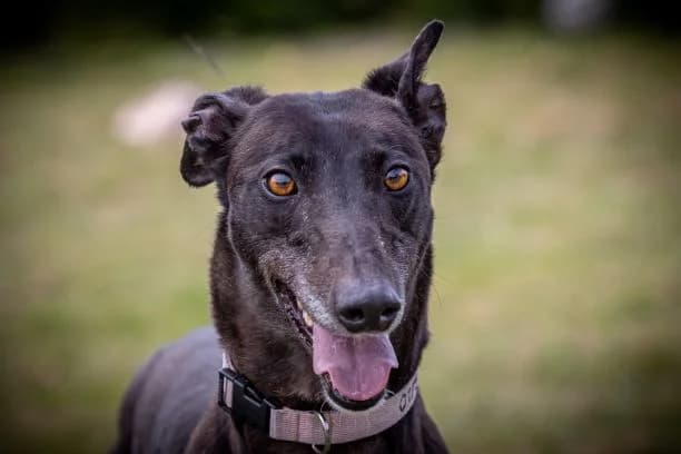 Fairy Homed, senior Greyhound for adoption at Fen Bank Greyhound Sanctuary, Friskney