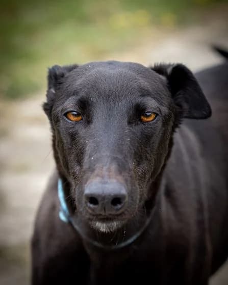 Johnny HOMED, Greyhound for adoption at Fen Bank Greyhound Sanctuary, Friskney
