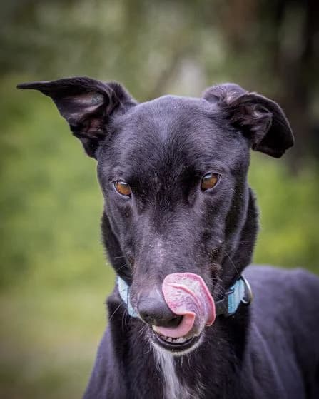 Walter Homed, senior Greyhound for adoption at Fen Bank Greyhound Sanctuary, Friskney