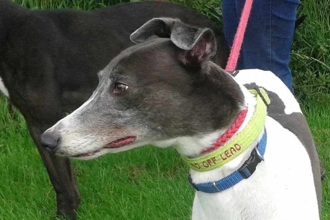 Gordy, senior Greyhound for adoption at Arme Hunde – Gran Canaria, München