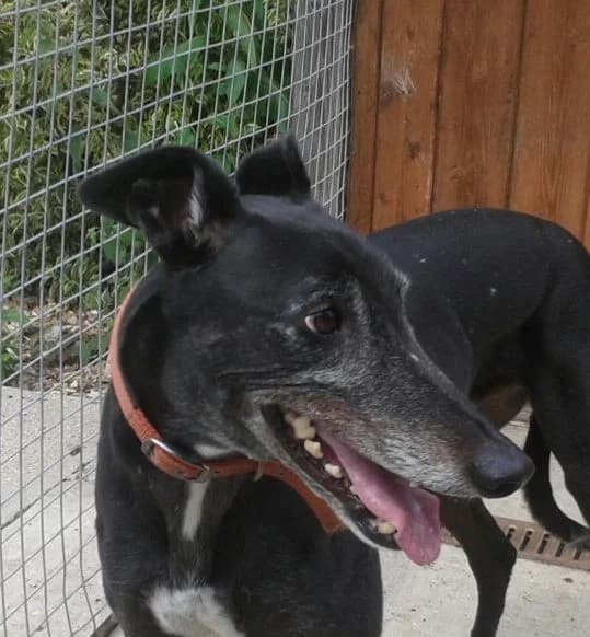 MISTER, Greyhound for adoption at Fen Bank Greyhound Sanctuary, Friskney