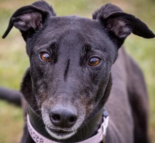 Wendy Homed, Greyhound for adoption at Fen Bank Greyhound Sanctuary, Friskney