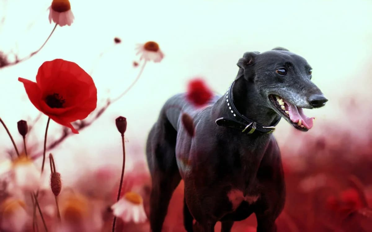 MAX, senior Greyhound for adoption at Fen Bank Greyhound Sanctuary, Friskney