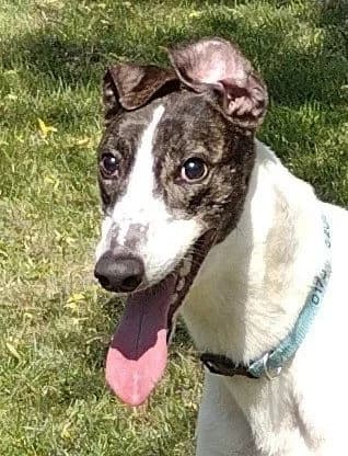Romeo Homed, senior Greyhound for adoption at Fen Bank Greyhound Sanctuary, Friskney