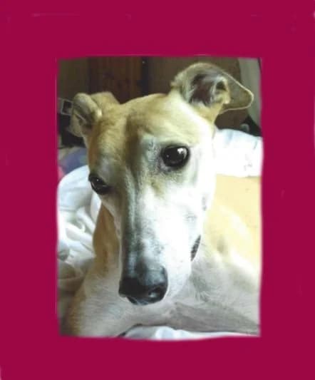 BARNEY, senior Greyhound for adoption at Fen Bank Greyhound Sanctuary, Friskney