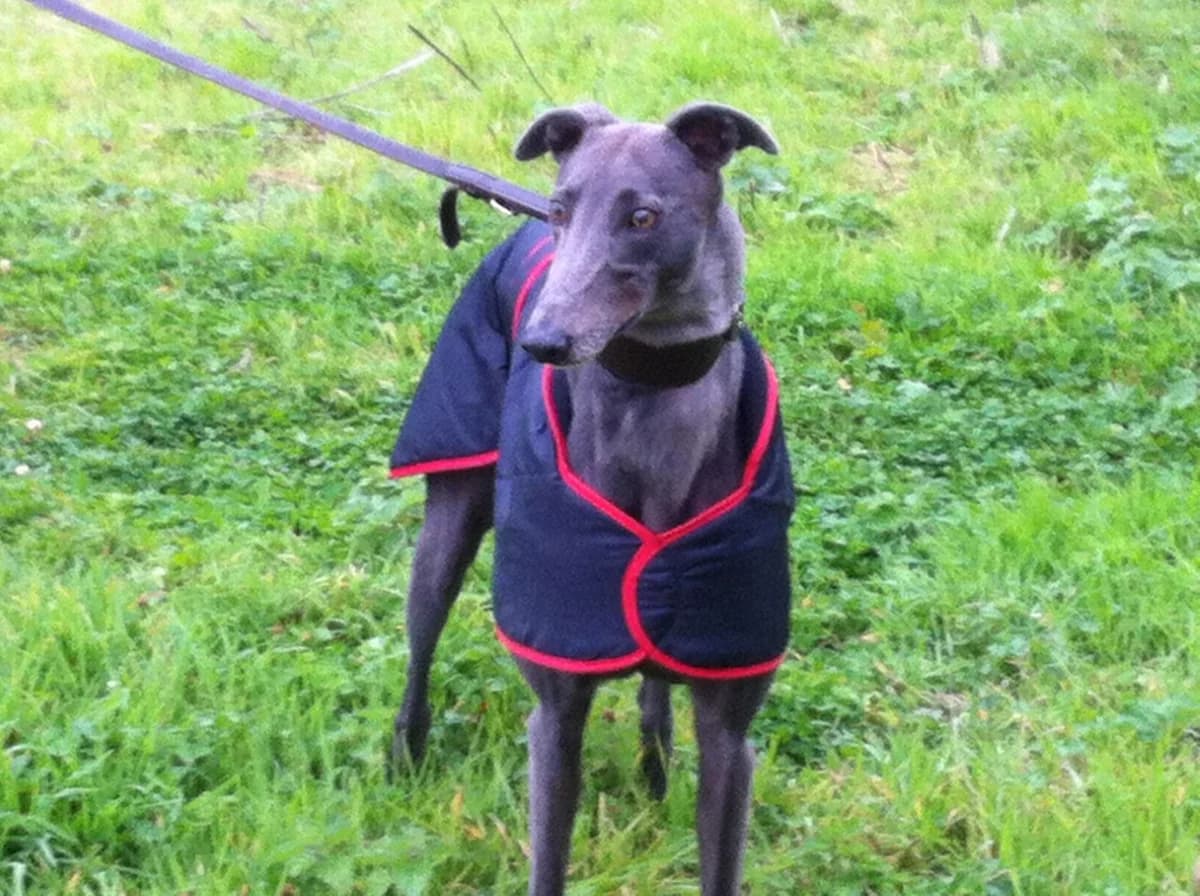 VESTA, senior Greyhound for adoption at Fen Bank Greyhound Sanctuary, Friskney
