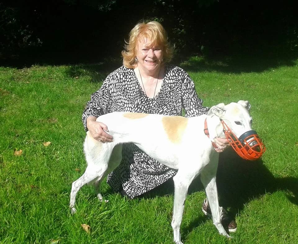 Millie, Greyhound for adoption at Fen Bank Greyhound Sanctuary, Friskney