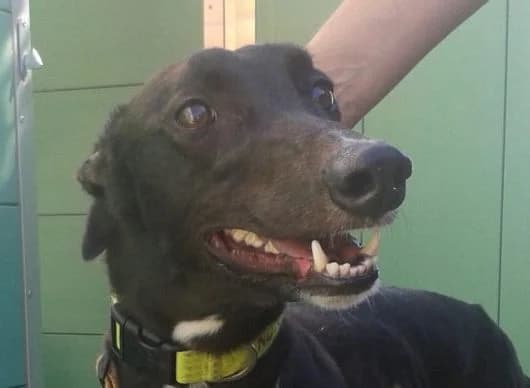 Minnie, Greyhound for adoption at Fen Bank Greyhound Sanctuary, Friskney