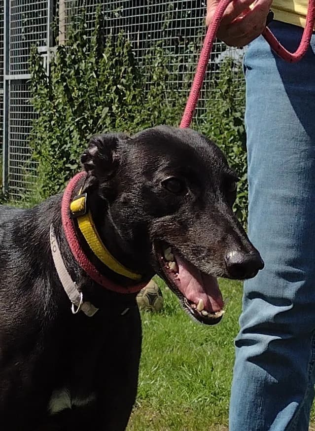 Sky Homed, senior Greyhound for adoption at Fen Bank Greyhound Sanctuary, Friskney
