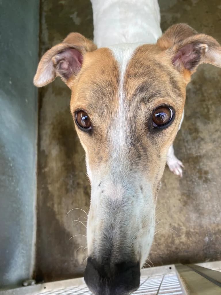 Lizzie Homed, Greyhound for adoption at Fen Bank Greyhound Sanctuary, Friskney
