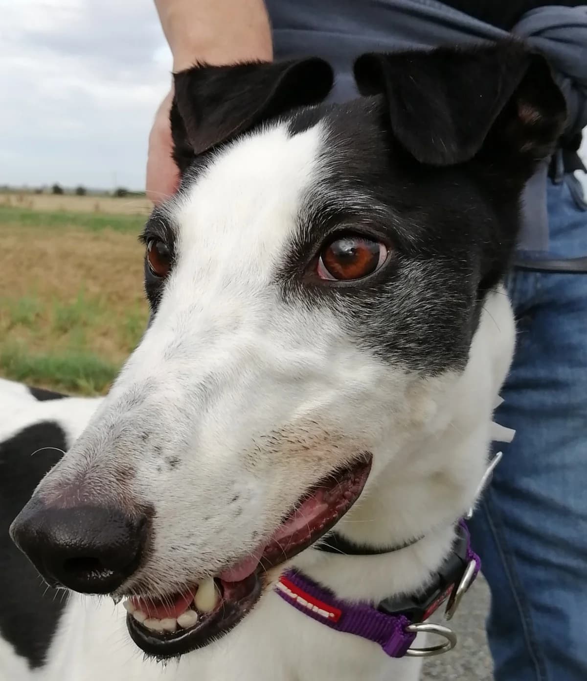Bo Homed, Greyhound for adoption at Fen Bank Greyhound Sanctuary, Friskney