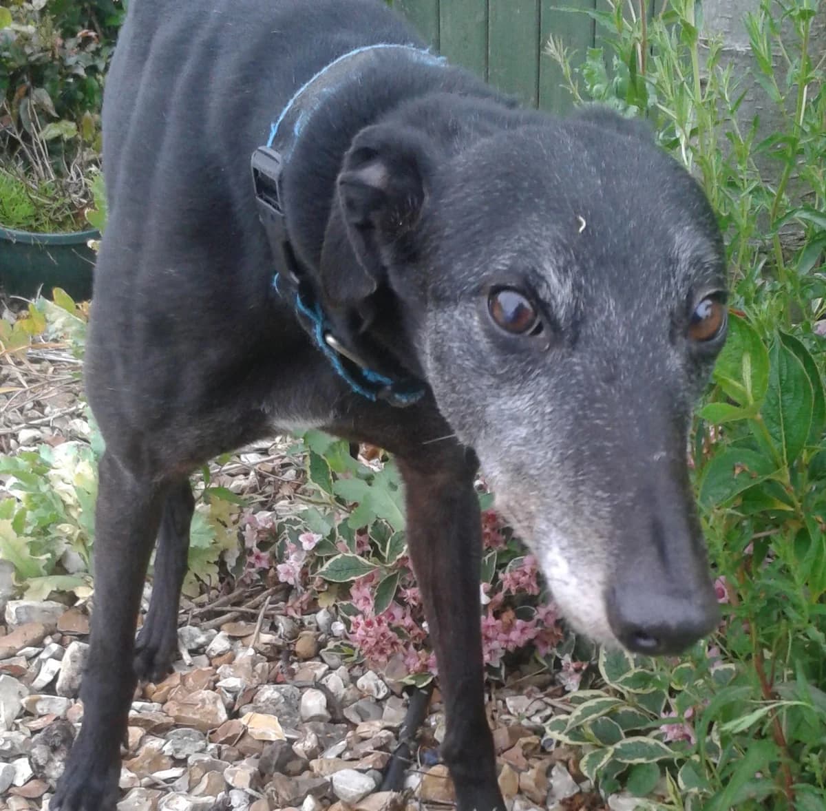 Posh Homed, senior Greyhound for adoption at Fen Bank Greyhound Sanctuary, Friskney