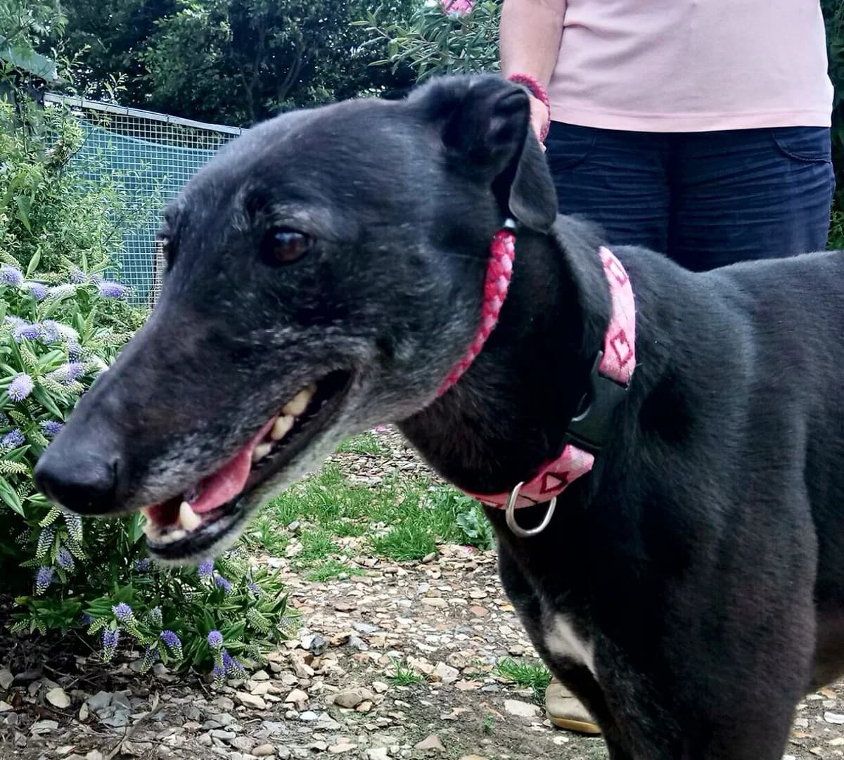 Rose Homed, senior Greyhound for adoption at Fen Bank Greyhound Sanctuary, Friskney