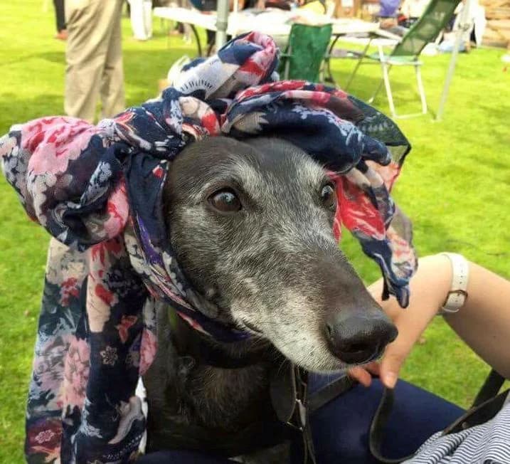 Missy Homed, Greyhound for adoption at Fen Bank Greyhound Sanctuary, Friskney