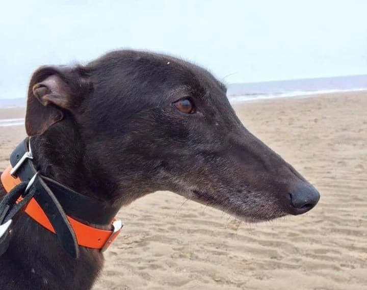 Mitch homed, senior Greyhound for adoption at Fen Bank Greyhound Sanctuary, Friskney