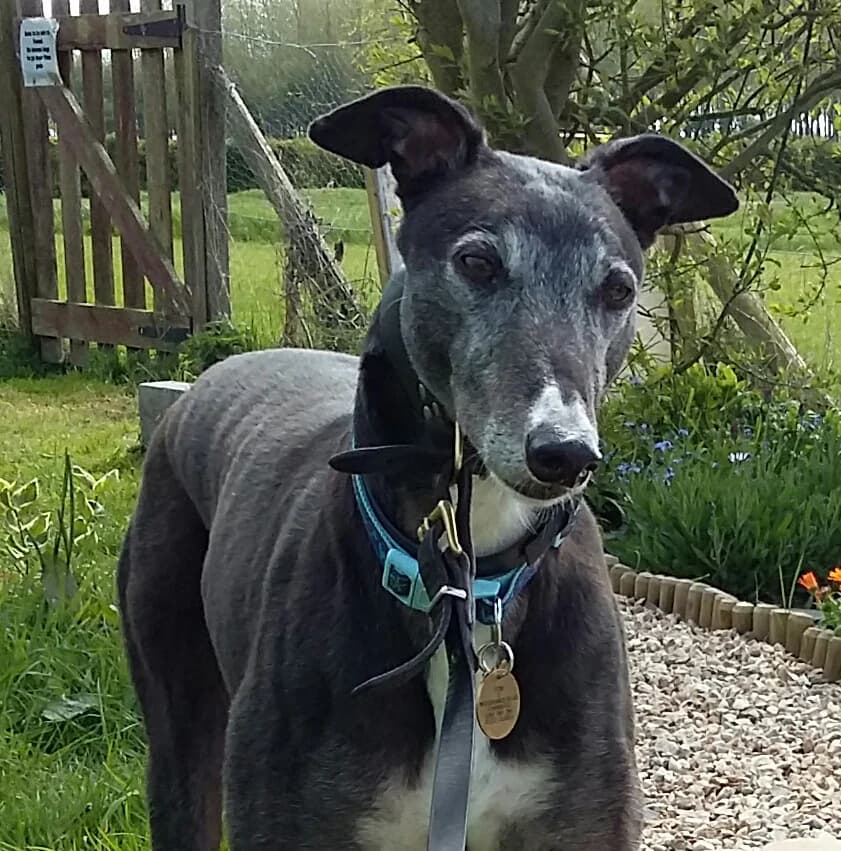 Tom organises his new home, Greyhound for adoption at Fen Bank Greyhound Sanctuary, Friskney
